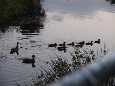 [An evening photo on the pond with mostly mallard silhouettes as the nine ducklings swim ahead of the parents.]